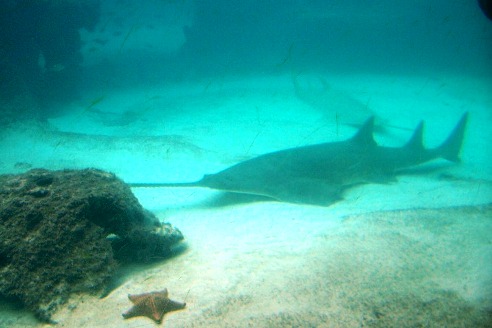 Atlantis aquarium