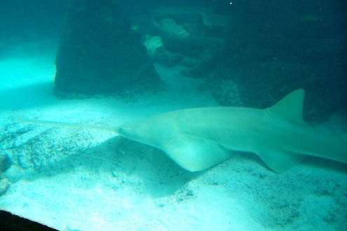 Atlantis aquarium