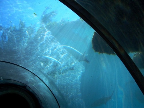 Atlantis aquarium