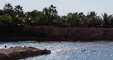 Dolphin Cay Atlantis