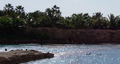 Dolphin Cay Atlantis Dolphin Cay Atlantis