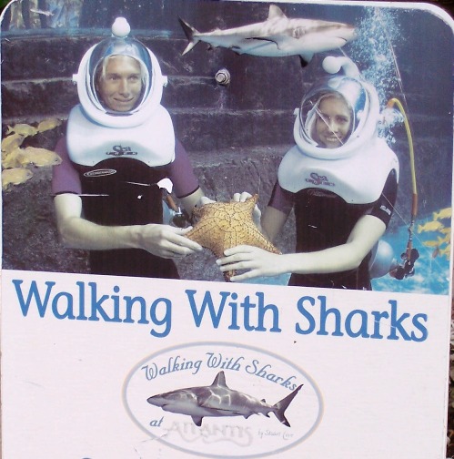 Walking With Sharks