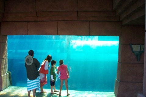 Atlantis Shark Tank