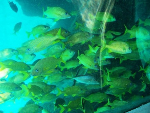 Atlantis aquarium Atlantis aquarium
