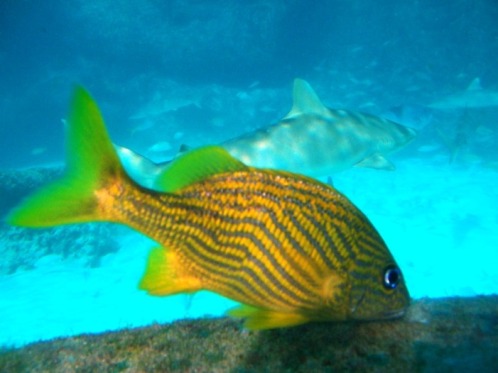 Atlantis aquarium Atlantis aquarium